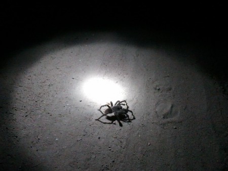 Aranha caranguejeira